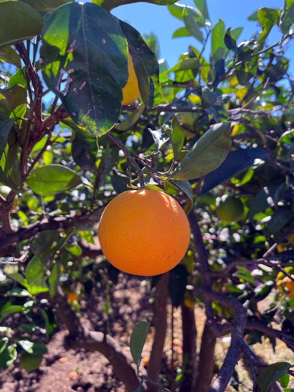 Reife Orange am Baum zwischen grünen Blättern.